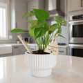 Custom Plant