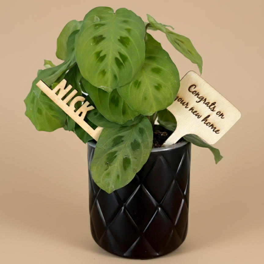 Custom Plant