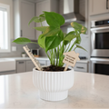 Custom Plants