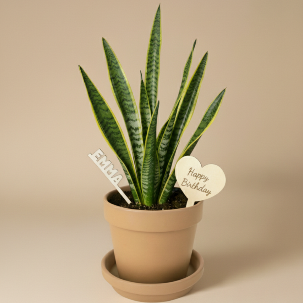 Custom Plant